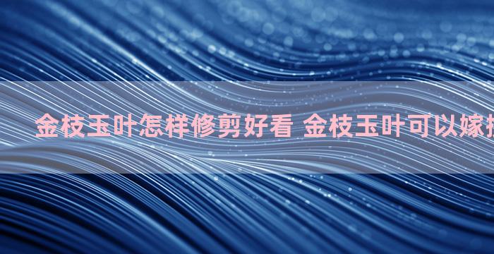 金枝玉叶怎样修剪好看 金枝玉叶可以嫁接蟹爪兰吗